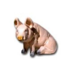 Schwein K158B