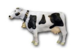 Cow K703