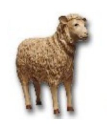 Sheep K223