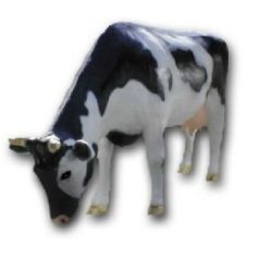 Cow K701