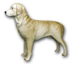 Pies retriever K399C