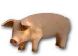 Pig K518A