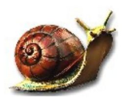 Schnecke K061