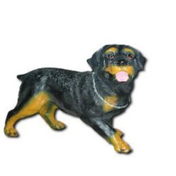 Pies rottweiler K697