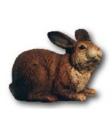 Rabbit lying K613B