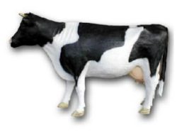 Krowa K702