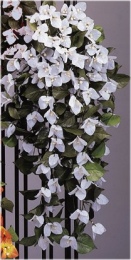 Bougainvillea trailer A