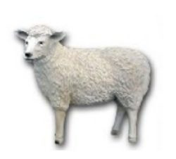 Sheep standing K484