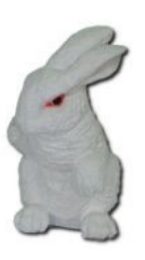 Kaninchen weiss sitzend K758