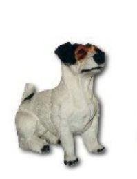 Pies jack russel K565