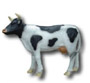 Cow K704