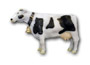 Cow K703