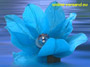 Water lantern lotus flower blue