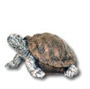 Schildkrte K603