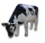 Cow K701
