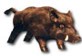 Wildschwein K191A