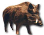 Wildschwein K191B