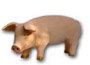 Pig K518A