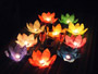Water lantern lotus flower color mixed