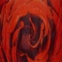 Fahne Rose