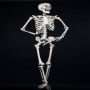 Skeleton 160 cm