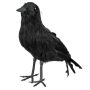 Crow