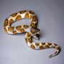 Serpent 180 cm