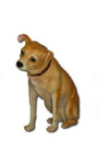 Dog K304