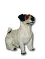 Dog jack russel K565