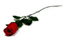 Baccara Rose 65cm
