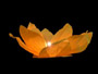 Water lantern lotus flower orange
